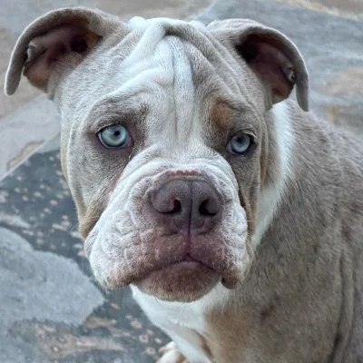 Sainte Rose du Christ Boston - New English Bulldog FBKC