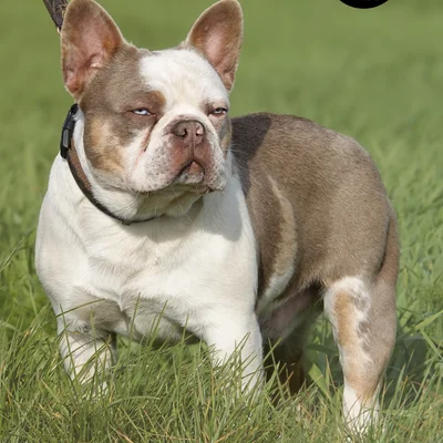 Echo Of Hermes - Bouledogue français FBKC