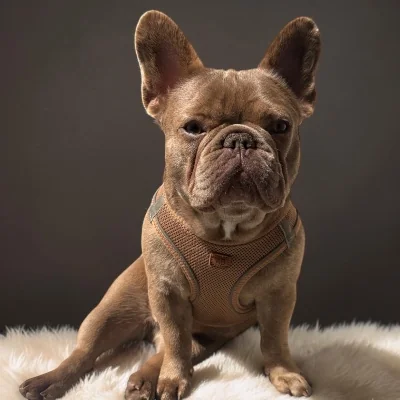 Peach  - Bouledogue français FBKC