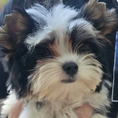 Onyx Of Biewerlux - Biewer Yorkshire Terrier FBKC