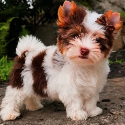 Chanel of Biewerlux - Biewer Yorkshire Terrier FBKC