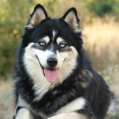 Murcia des Petits Loustics (F2+) - Pomsky FBKC