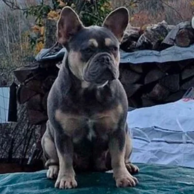 Flora - Bouledogue français FBKC