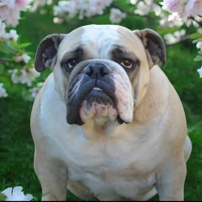 Seshat Mimouni - English Bulldog FBKC