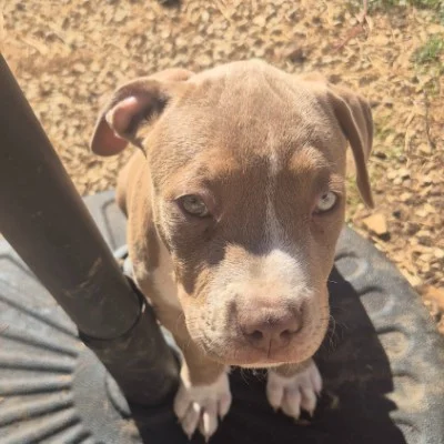 Médusa of Royal Bully, American Bully