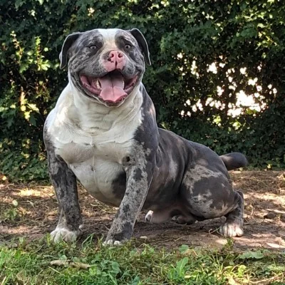 BFB Tao, American Bully