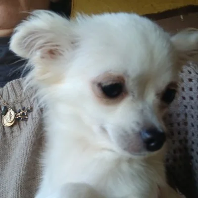 Blanche (Poil Long) - Chihuahua FBKC