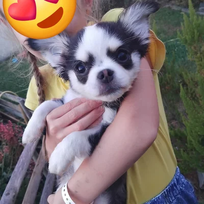 Perle (Poil Long) - Chihuahua FBKC