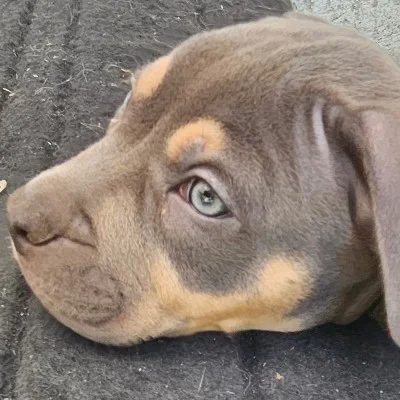 Phoenix Bully's Kennel Athena - American Bully