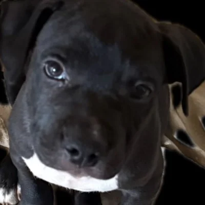 Junior Of Royal Bully - American Bully