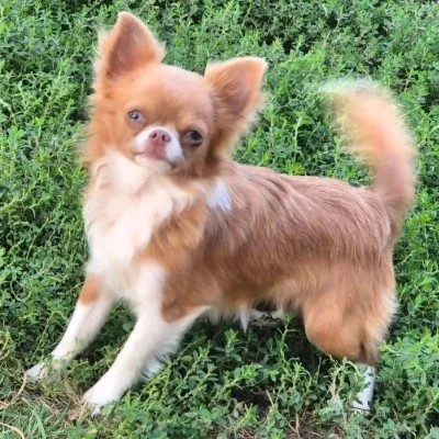The Kingdom of Luna Bloom (Poil Long) - Chihuahua FBKC