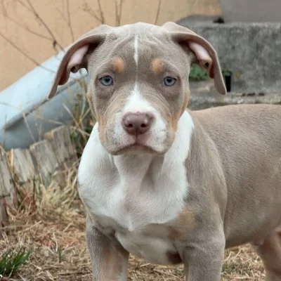 EARL de Lochy Ace  - American Bully