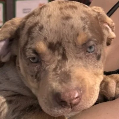 EARL de Lochy Sally - American Bully