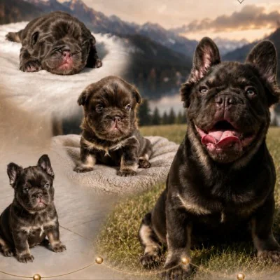 F. D. L Kingston (Fluffy), Bouledogue français