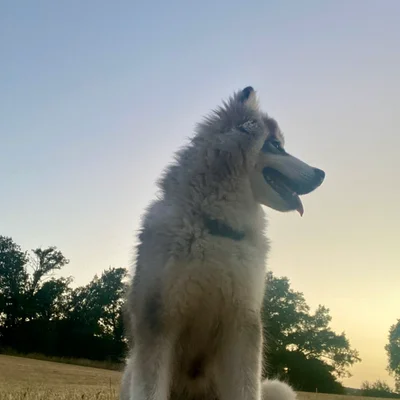 Balto - Samsky