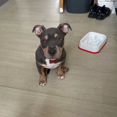 Phoenix Bully's Kennel Brasco
