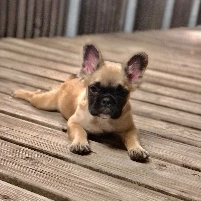 Fiko Of The King Dog Étoilée (Fluffy), Bouledogue français