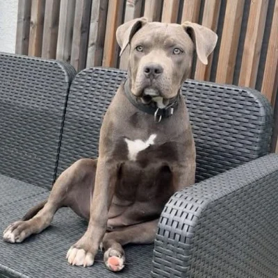 Naya - American Bully