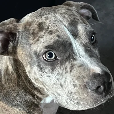 Borgir - American Bully