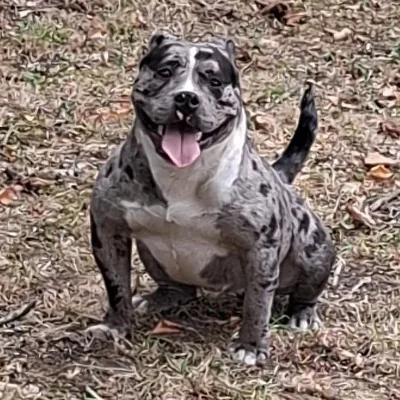 BFB Arthemis, American Bully