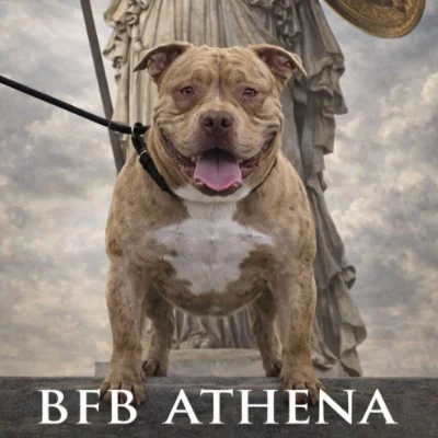 BFB Athéna, American Bully