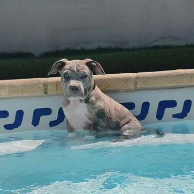 Bhéros  - American Bully