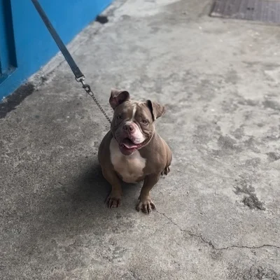 BGB Reina - American Bully