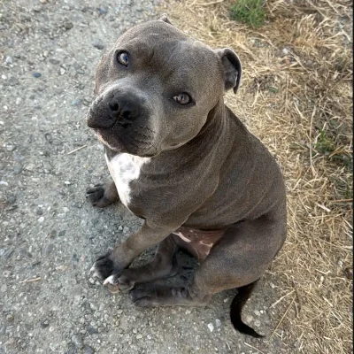 Vhagar Royaume des Hauts de Nimes   - Staffordshire Bull Terrier FBKC