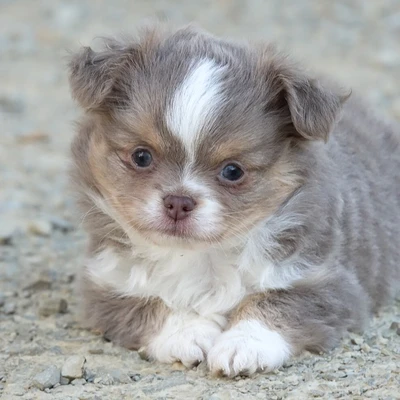 Buddies des Petits Loustics - Chihuahua FBKC