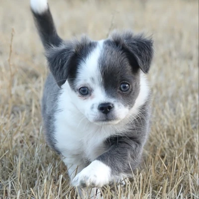 Ava Mavi des Petits Loustics - Chihuahua FBKC