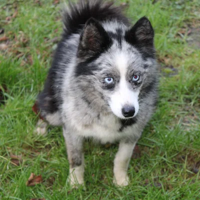 Tampa (F3) - Pomsky FBKC