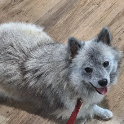 Esmée (F3A) - Pomsky FBKC