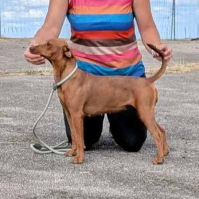 Amelya la Virgule des Fringants Complices - Pinscher FBKC