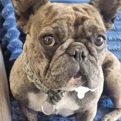 Zoé - Bouledogue français FBKC
