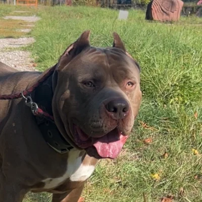 Shaka, American Bully
