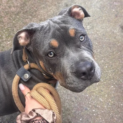 Phoenix Bully's Kennel Billie