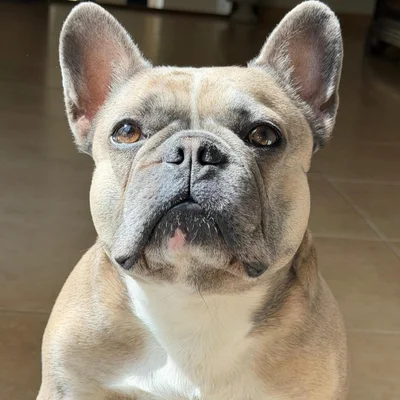 Donna - Bouledogue français FBKC