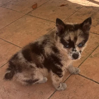 Booba De La Butte de Goliath - Pomsky FBKC