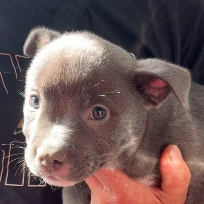Dogbully59 Hulk  - American Bully