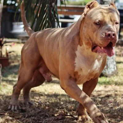 Fraumens Bullz Kaizer - American Bully