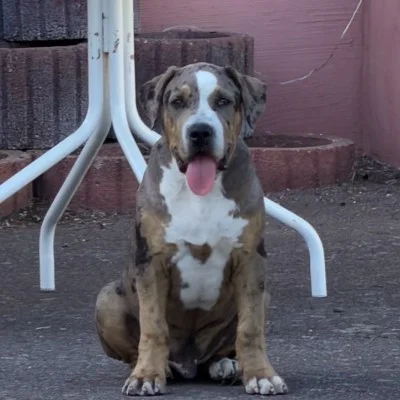 EARL de Lochy Boss - American Bully