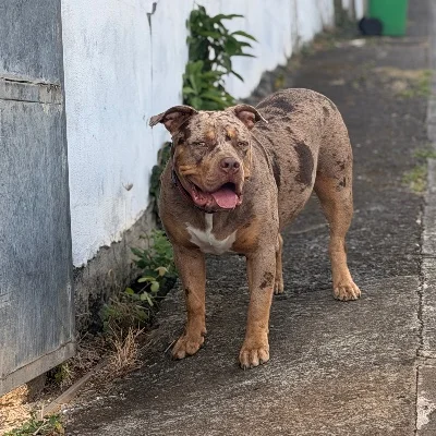Sheba - American Bully