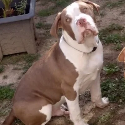 Tchiro Bully King's Throne - American Bully