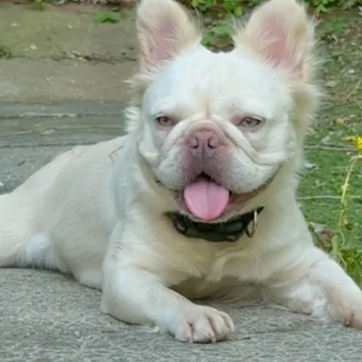 Alaska Of Supremes Bouledogues - Bouledogue français