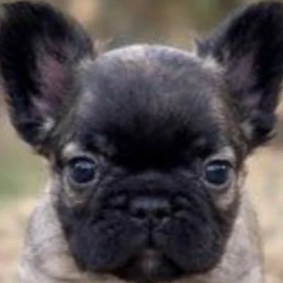 Elevage Joggy Blue  - Bouledogue français FBKC
