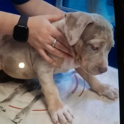 Ricky - American Bully