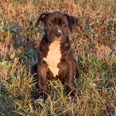 Légion Bully 54 Billie Boss - American Bully