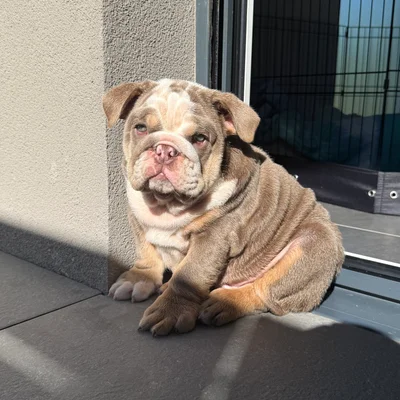 Biggy De La Butte de Goliath - Bouledogue anglais