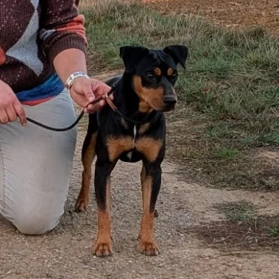 Abba des Fringants Complices  - Pinscher