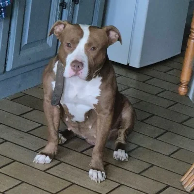 Reyna du Kentucly - American Bully